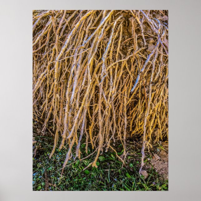 Uprooted 6 Print, Poster Paper (Semi-Gloss) (Front)