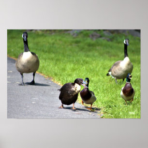 Upset Ducks with Geese Poster