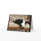 Upside Down Black and White Cat