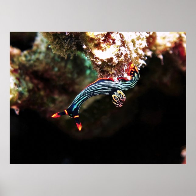 Upside Down Nudi Poster (Front)