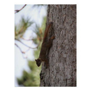 Upside Down Squirrel Poster