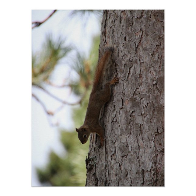 Upside Down Squirrel Poster (Front)