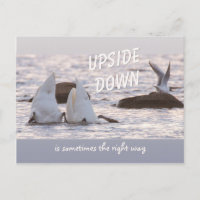 Upside down swan couple CC0758 Thoughtful