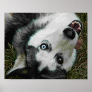 UpsideDown Husky Poster