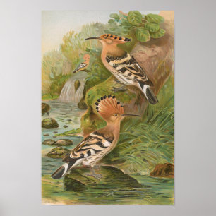 Upupa epops by Johann Friedrich Naumann Poster