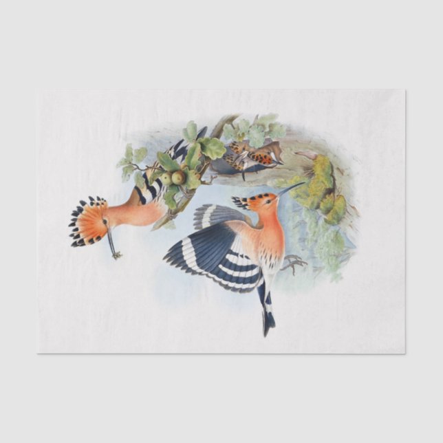 Upupa Epops Decoupage Tissue Paper (Front)
