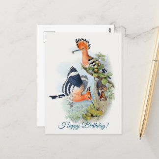 Upupa Epops Postcard