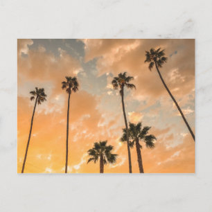 Upward View of Palms Postcard