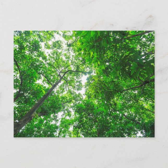 Upward View of Trees Postcard (Front)