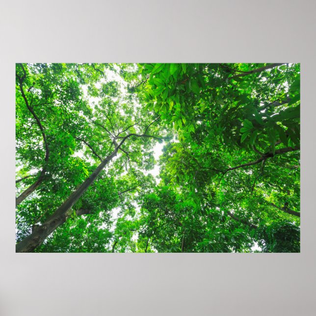 Upward View of Trees Poster (Front)