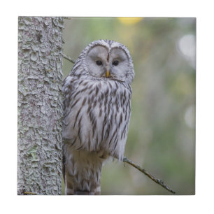 Ural Owl  Ceramic Tile
