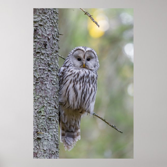 Ural Owl Poster (Front)