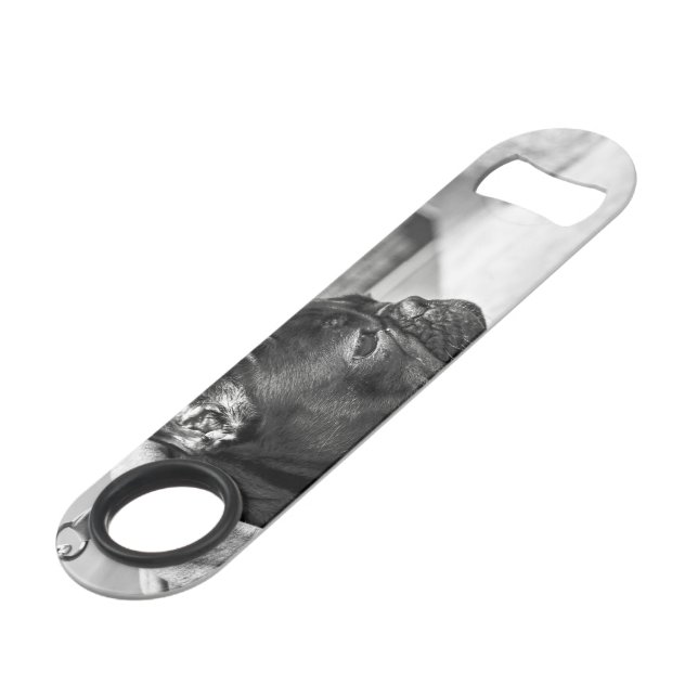 Urban bulldog (Front Angled)
