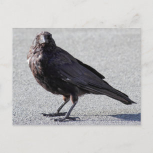 Urban Crow Postcard