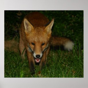Urban Fox Poster