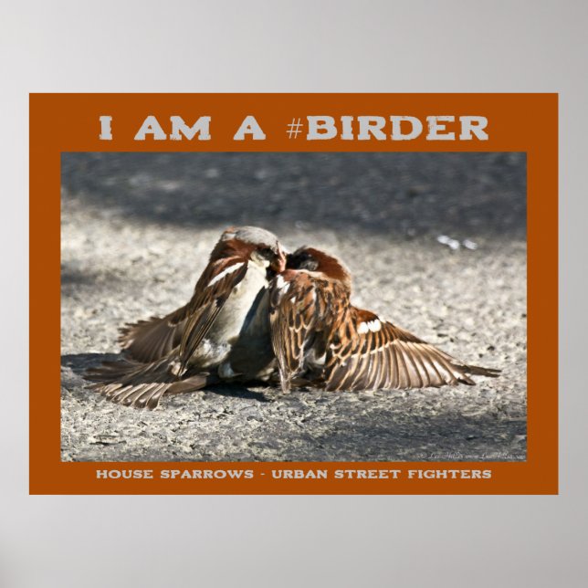 Urban Street Fighters House Sparrows Birder  Poster (Front)