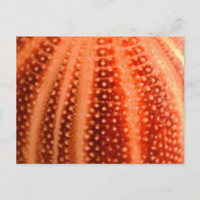 Urchin Postcard (Front)