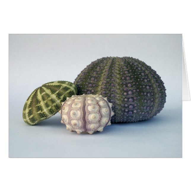 Urchin Trio Card (Front Horizontal)