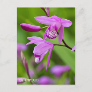 Urn Orchid [Postcard] Postcard