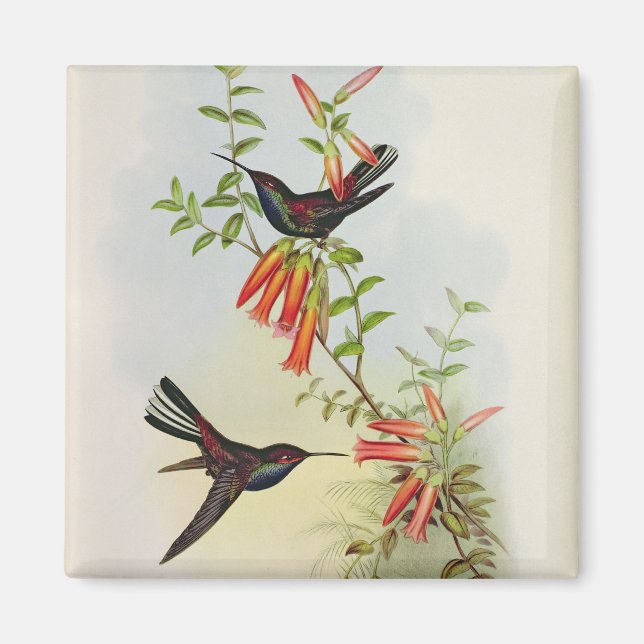 Urochroa Bougieri Magnet (Front)