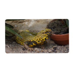 Uromastyx geyri
