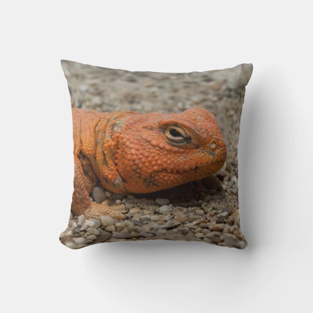 Uromastyx geyri cushion (Front)