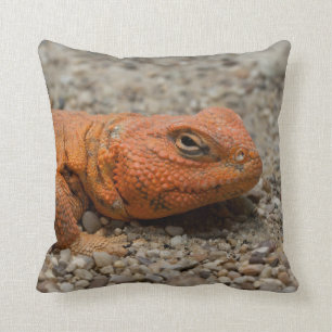 Uromastyx geyri cushion