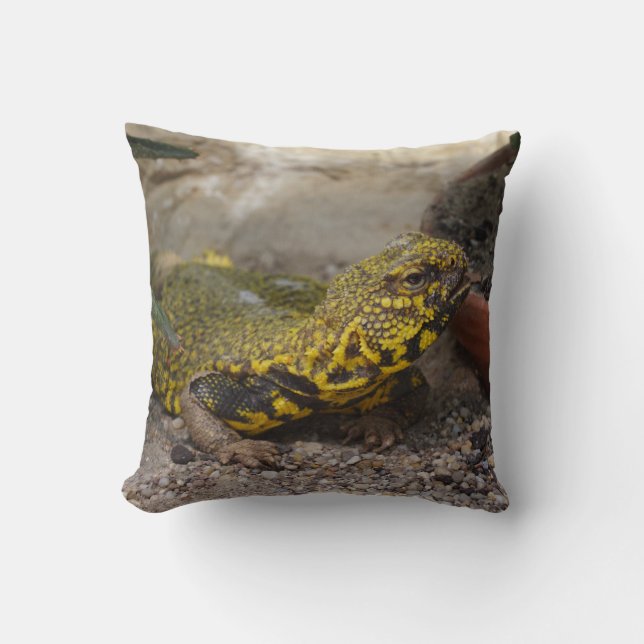 Uromastyx geyri cushion (Front)