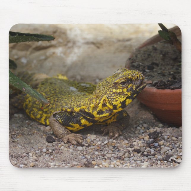 Uromastyx geyri mouse pad (Front)
