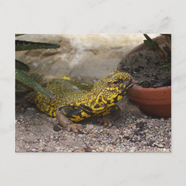 Uromastyx geyri postcard (Front)