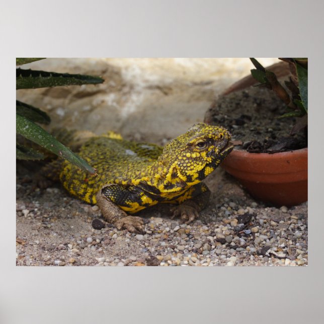 Uromastyx geyri poster (Front)