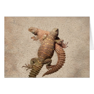 Uromastyxs – Loveable Lizards