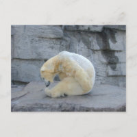 Ursus maritimus