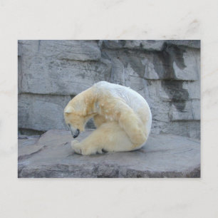 Ursus maritimus postcard