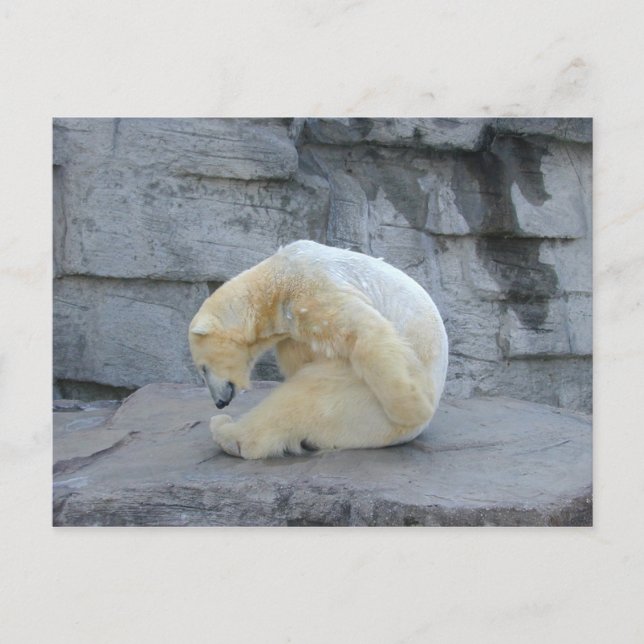 Ursus maritimus postcard (Front)