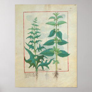 Urticaceae Poster