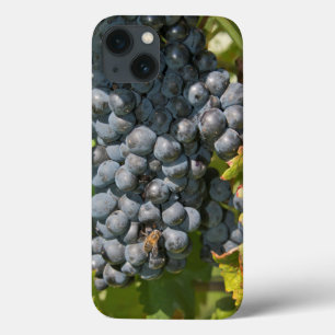 Uruguay, Montevideo, Colon Area. Bodegas iPhone 13 Case