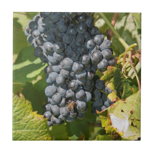 Uruguay, Montevideo, Colon Area. Bodegas Ceramic Tile (Front)