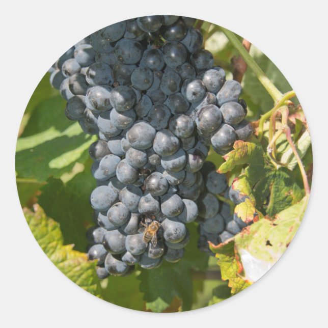 Uruguay, Montevideo, Colon Area. Bodegas Classic Round Sticker (Front)