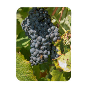 Uruguay, Montevideo, Colon Area. Bodegas Magnet
