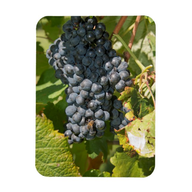 Uruguay, Montevideo, Colon Area. Bodegas Magnet (Vertical)