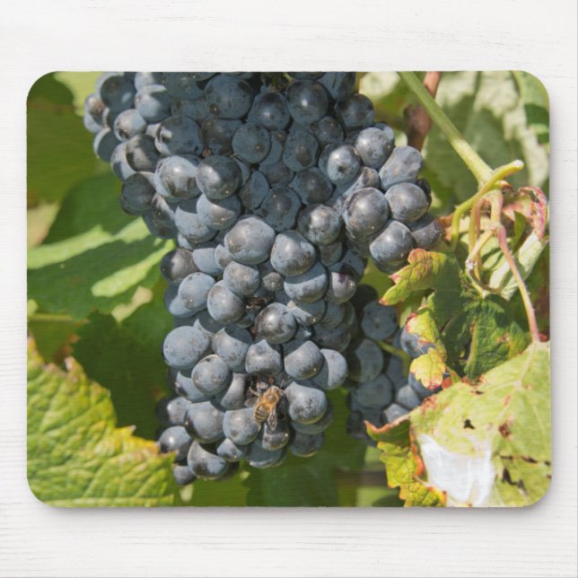 Uruguay, Montevideo, Colon Area. Bodegas Mouse Pad (Front)