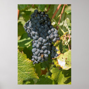 Uruguay, Montevideo, Colon Area. Bodegas Poster