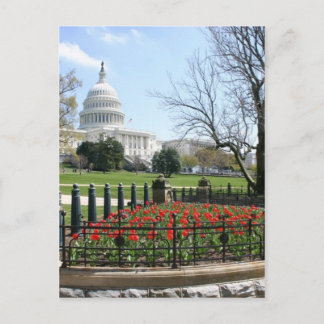 US Capitol building spring Postcard