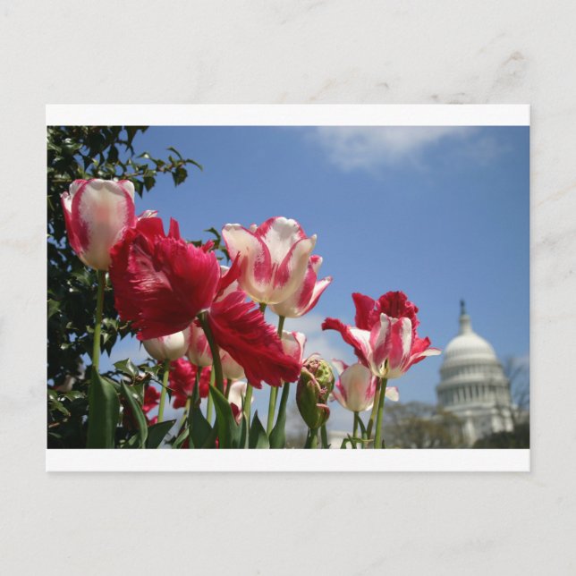 US Capitol spring Postcard (Front)