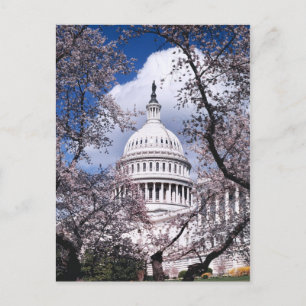 US Capitol with cherry blossoms, Washington DC Postcard