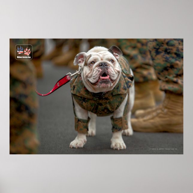 US MILITARY SERVICE DOG POSTER (Front)