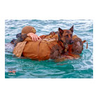 US MILITARY WORKING DOG