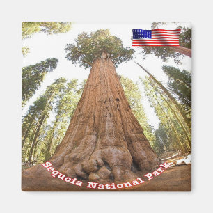 US U.S.A. National Park Sequoia - General Sherman Magnet