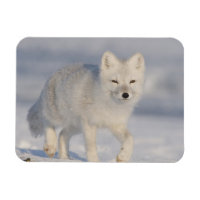 USA, Alaska, 1002 Coastal Plain of the ANWR. An 3